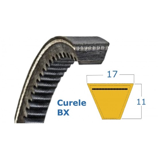 [CP017083] CUREA BX 1293 LW RUBENA